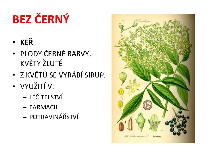 BEZ ČERNÝ • KEŘ • PLODY ČERNÉ BARVY, KVĚTY ŽLUTÉ • Z KVĚTŮ SE