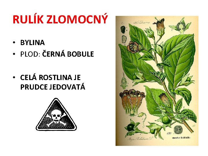 RULÍK ZLOMOCNÝ • BYLINA • PLOD: ČERNÁ BOBULE • CELÁ ROSTLINA JE PRUDCE JEDOVATÁ