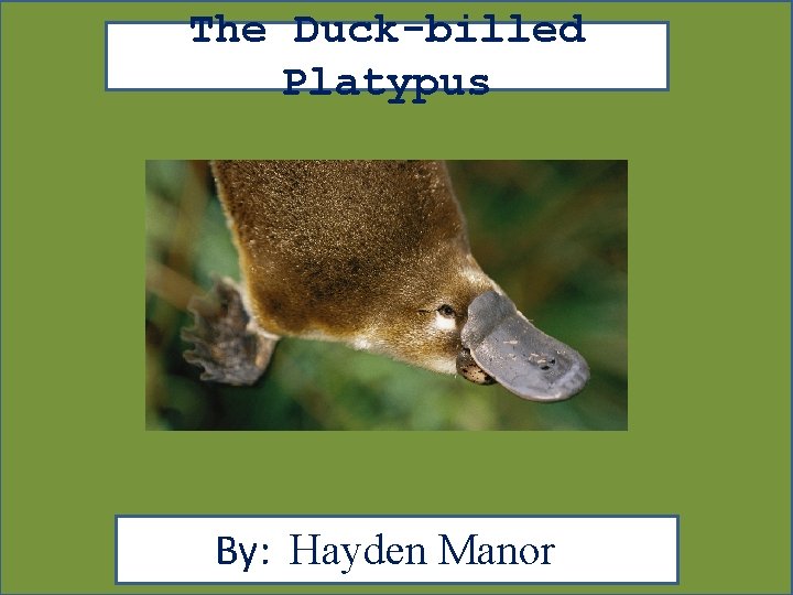 The Duck-billed Platypus . 0 By: Hayden Manor 