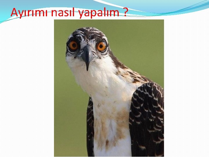 Ayırımı nasıl yapalım ? 