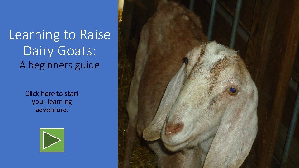 Learning to Raise Dairy Goats: A beginners guide Click here to start your learning