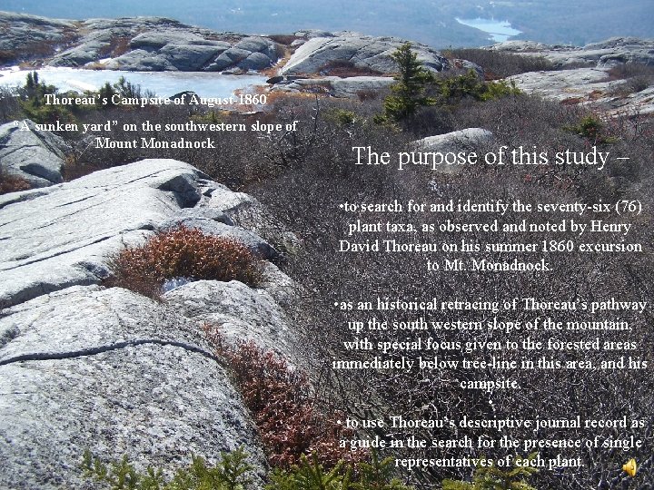 Thoreau’s Campsite of August-1860 “A sunken yard” on the southwestern slope of Mount Monadnock