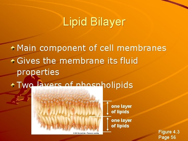Cell Structure and Function Chapter 4 Early Discoveries