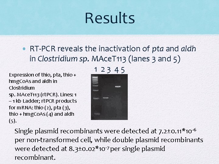 Results • RT-PCR reveals the inactivation of pta and aldh in Clostridium sp. MAce. Results • RT-PCR reveals the inactivation of pta and aldh in Clostridium sp. MAce.