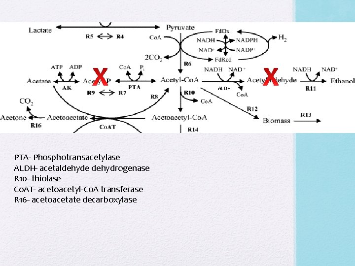 ALDH PTA- Phosphotransacetylase ALDH- acetaldehyde dehydrogenase R 10 - thiolase Co. AT- acetoacetyl-Co. A ALDH PTA- Phosphotransacetylase ALDH- acetaldehyde dehydrogenase R 10 - thiolase Co. AT- acetoacetyl-Co. A