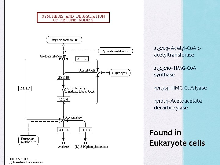 2. 3. 1. 9 - Acetyl-Co. A cacetyltransferase 2. 3. 3. 10 - HMG-Co. 2. 3. 1. 9 - Acetyl-Co. A cacetyltransferase 2. 3. 3. 10 - HMG-Co.