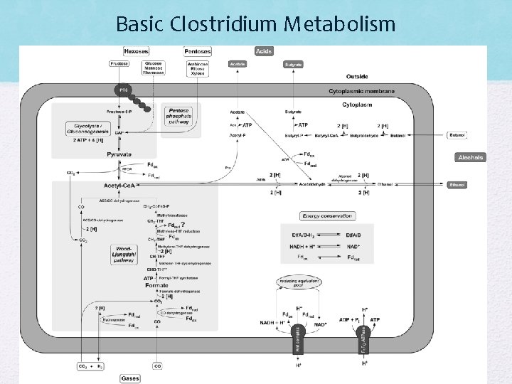 Basic Clostridium Metabolism Basic Clostridium Metabolism