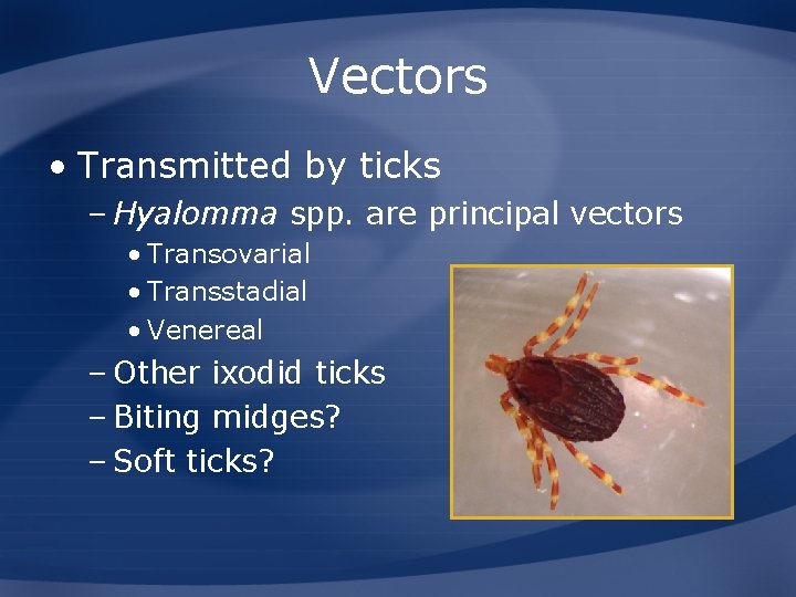 Vectors • Transmitted by ticks – Hyalomma spp. are principal vectors • Transovarial •