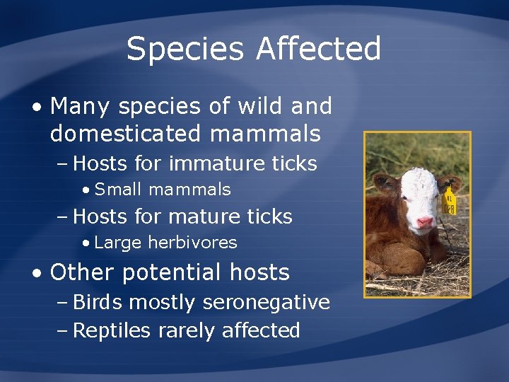 Species Affected • Many species of wild and domesticated mammals – Hosts for immature