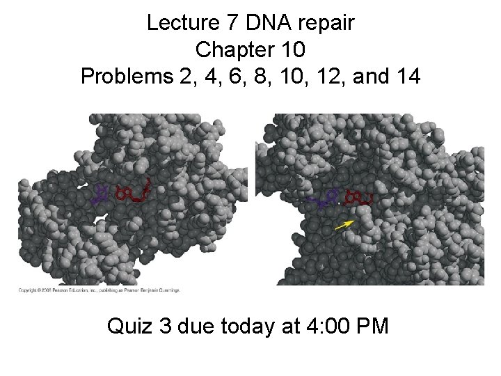 Lecture 7 DNA repair Chapter 10 Problems 2, 4, 6, 8, 10, 12, and