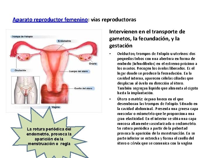 Aparato reproductor femenino: vías reproductoras Intervienen en el transporte de gametos, la fecundación, y