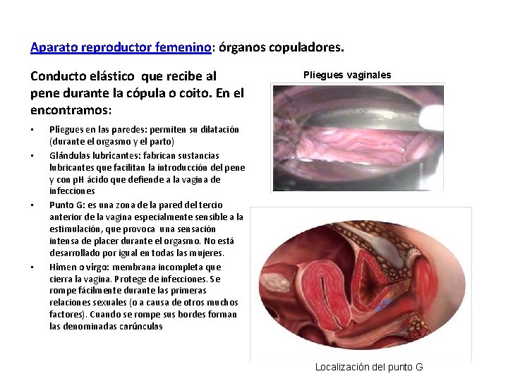 Aparato reproductor femenino: órganos copuladores. Conducto elástico que recibe al pene durante la cópula