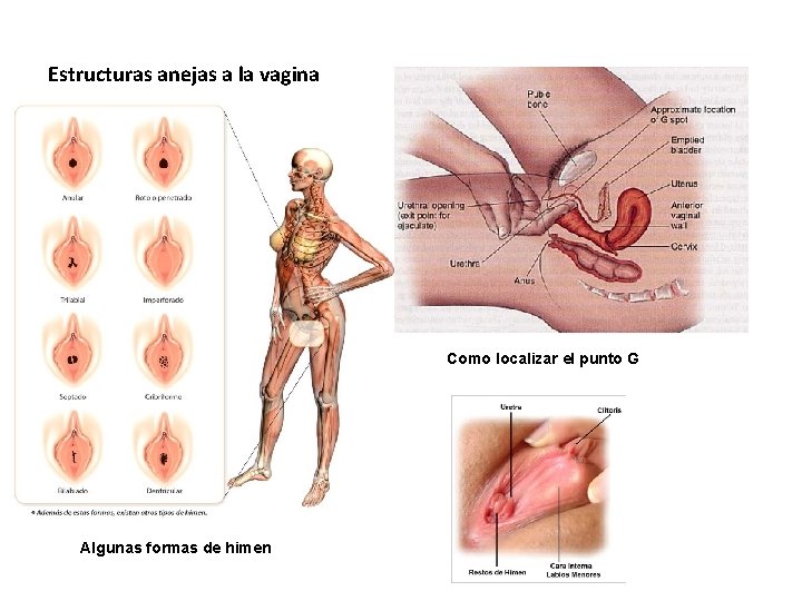 Estructuras anejas a la vagina Como localizar el punto G Algunas formas de himen