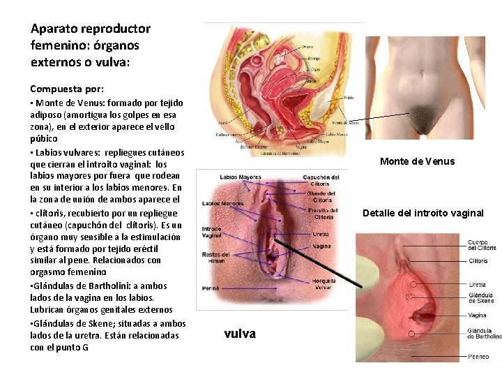 Aparato reproductor femenino: órganos externos o vulva: Compuesta por: • Monte de Venus: formado