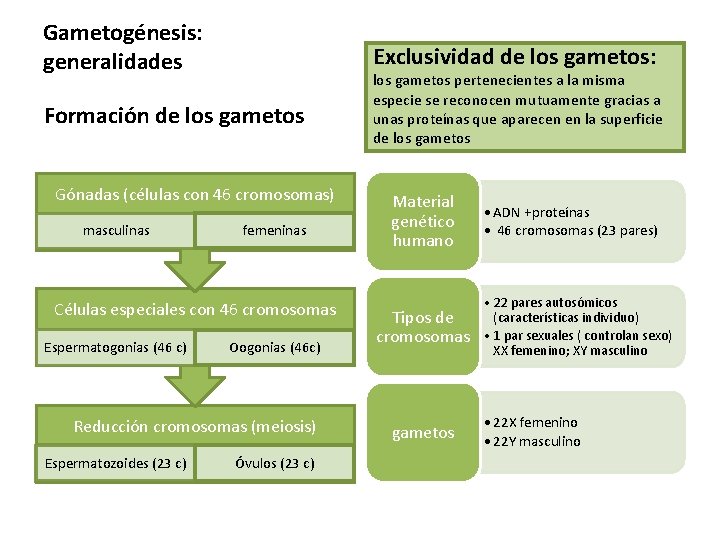 Gametogénesis: generalidades Exclusividad de los gametos: Formación de los gametos Gónadas (células con 46