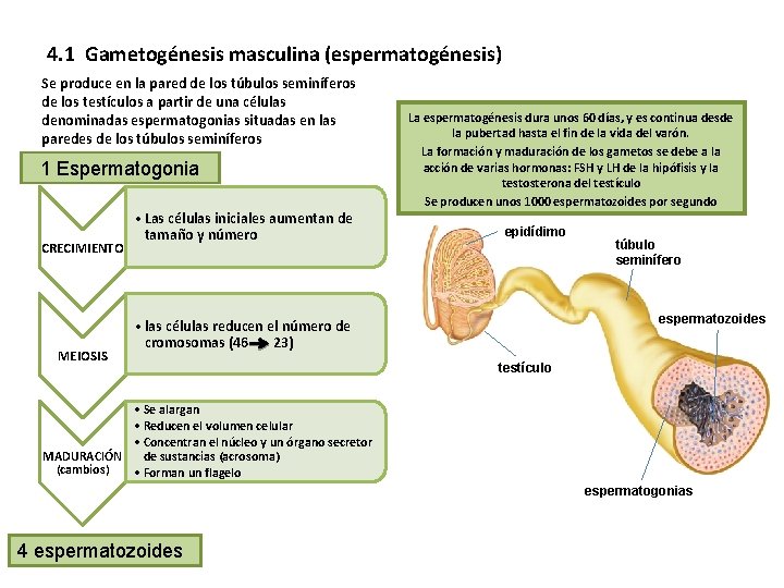 4. 1 Gametogénesis masculina (espermatogénesis) Se produce en la pared de los túbulos seminíferos