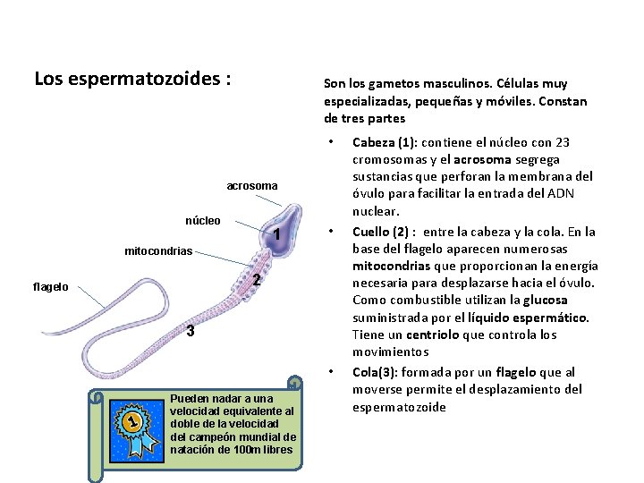 Los espermatozoides : Son los gametos masculinos. Células muy especializadas, pequeñas y móviles. Constan