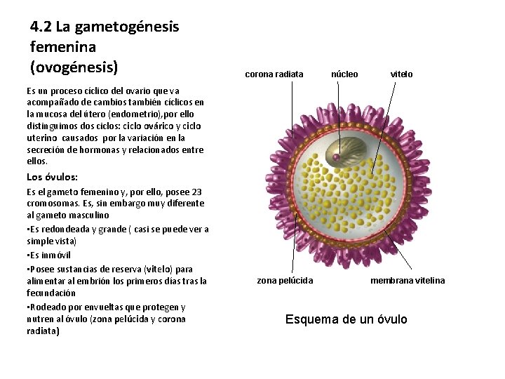 4. 2 La gametogénesis femenina (ovogénesis) corona radiata núcleo vitelo Es un proceso cíclico