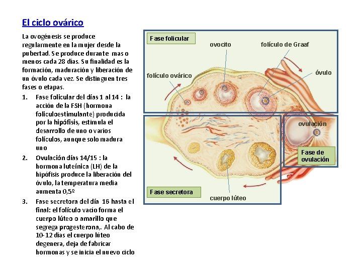 El ciclo ovárico La ovogénesis se produce regularmente en la mujer desde la pubertad.