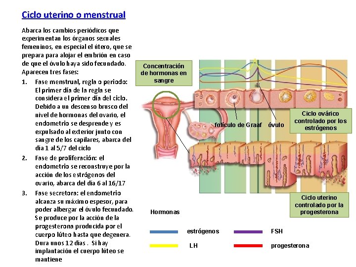 Ciclo uterino o menstrual Abarca los cambios periódicos que experimentan los órganos sexuales femeninos,
