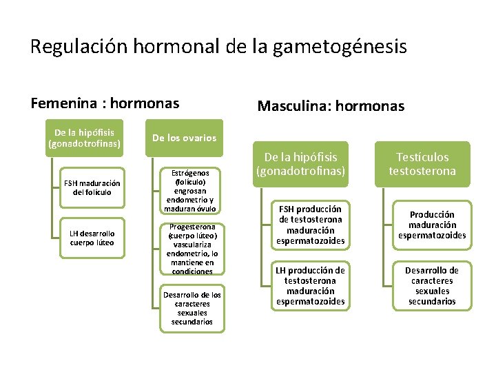 Regulación hormonal de la gametogénesis Femenina : hormonas De la hipófisis (gonadotrofinas) De los