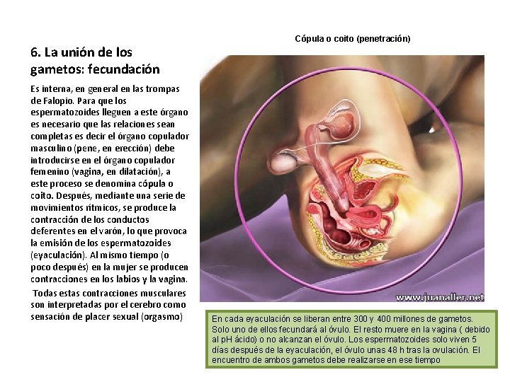 Cópula o coito (penetración) 6. La unión de los gametos: fecundación Es interna, en