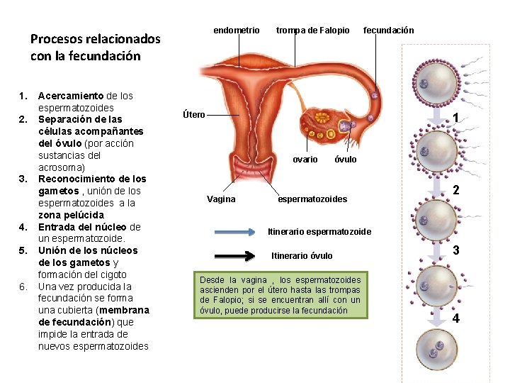 endometrio Procesos relacionados con la fecundación 1. 2. 3. 4. 5. 6. Acercamiento de