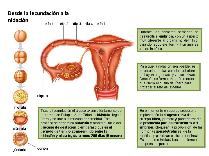 Desde la fecundación a la nidación día 1 día 2 día 3 día 4