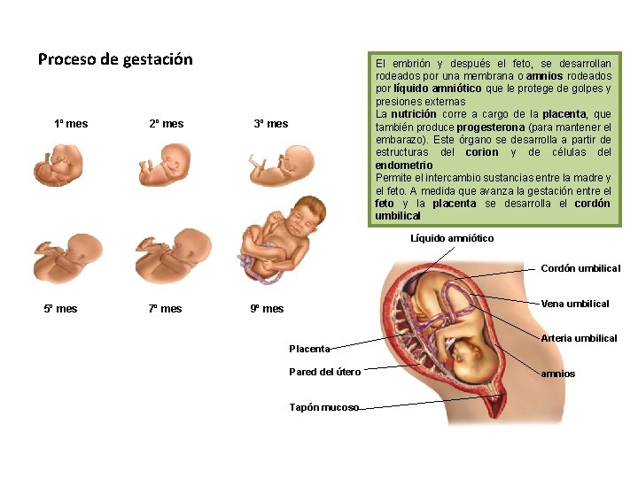 Proceso de gestación 1º mes 2º mes El embrión y después el feto, se