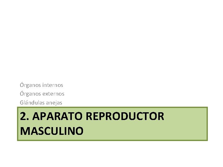 Órganos internos Órganos externos Glándulas anejas 2. APARATO REPRODUCTOR MASCULINO 