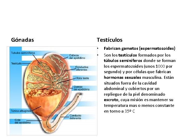 Gónadas Testículos • • Fabrican gametos (espermatozoides) Son los testículos formados por los túbulos