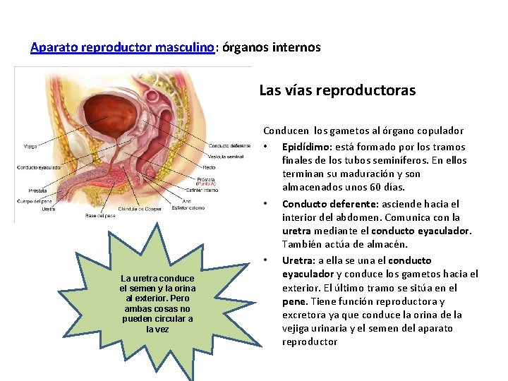 Aparato reproductor masculino: órganos internos Las vías reproductoras La uretra conduce el semen y