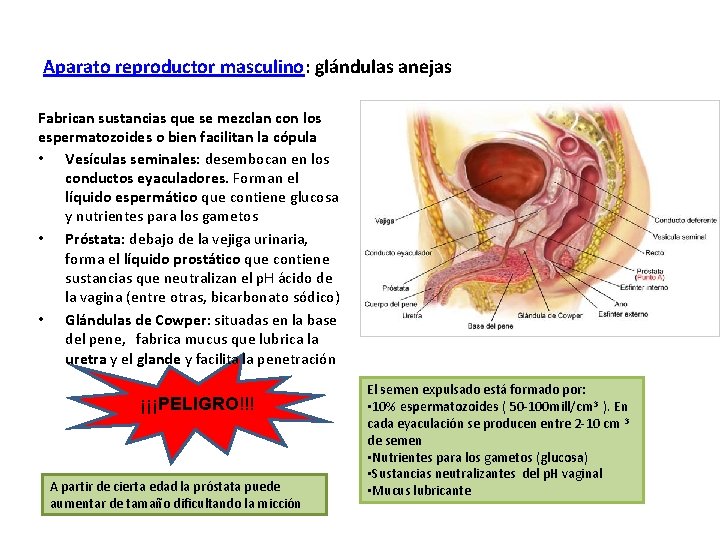 Aparato reproductor masculino: glándulas anejas Fabrican sustancias que se mezclan con los espermatozoides o