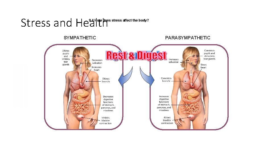 Stress and Health 9. 4 How does stress affect the body? SYMPATHETIC PARASYMPATHETIC 