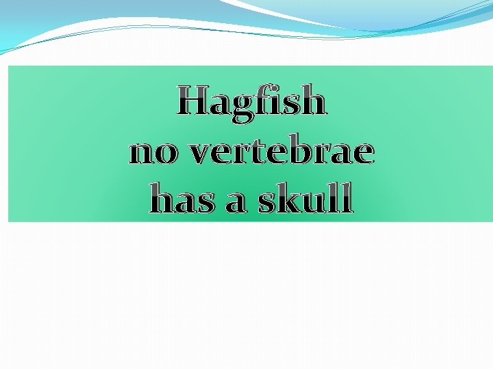 Hagfish no vertebrae has a skull 