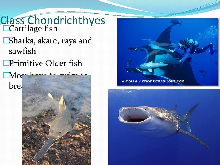 Class Chondrichthyes �Cartilage fish �Sharks, skate, rays and sawfish �Primitive Older fish �Most have