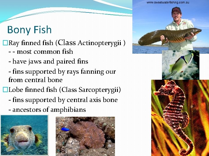 Bony Fish �Ray finned fish (Class Actinopterygii ) - - most common fish -