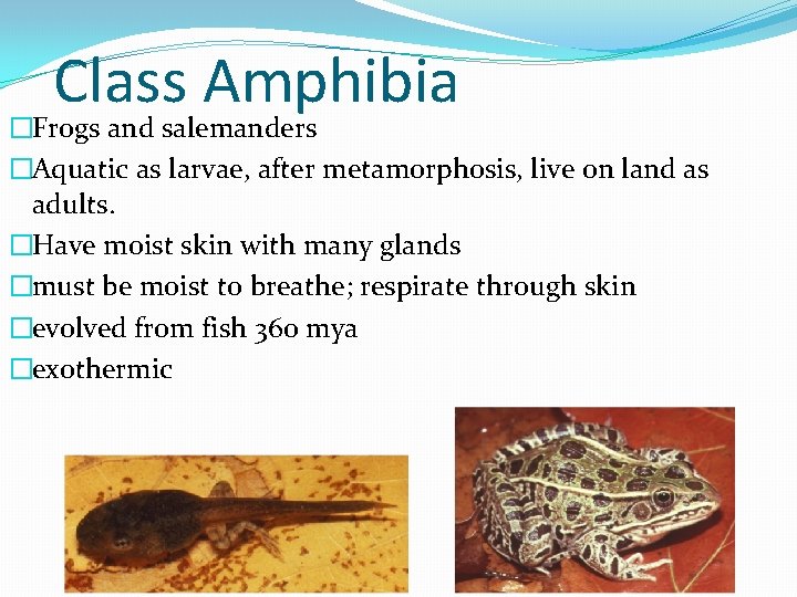 Class Amphibia �Frogs and salemanders �Aquatic as larvae, after metamorphosis, live on land as Class Amphibia �Frogs and salemanders �Aquatic as larvae, after metamorphosis, live on land as