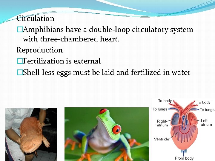 Circulation �Amphibians have a double-loop circulatory system with three-chambered heart. Reproduction �Fertilization is external