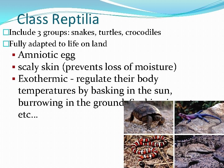 Class Reptilia �Include 3 groups: snakes, turtles, crocodiles �Fully adapted to life on land