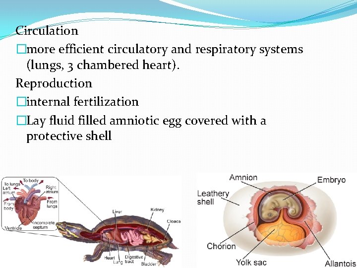 Circulation �more efficient circulatory and respiratory systems (lungs, 3 chambered heart). Reproduction �internal fertilization