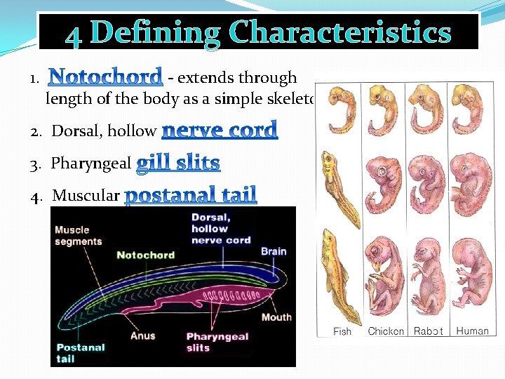 4 Defining Characteristics 1. - extends through length of the body as a simple