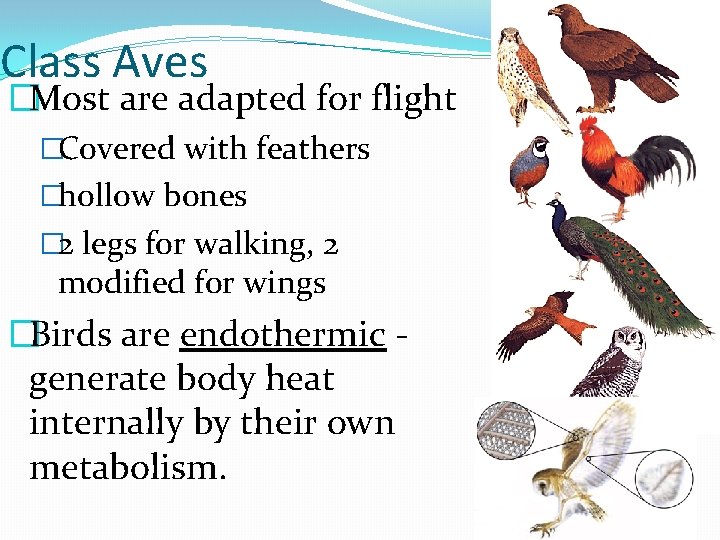 Class Aves �Most are adapted for flight �Covered with feathers �hollow bones � 2