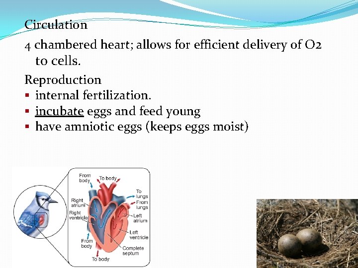 Circulation 4 chambered heart; allows for efficient delivery of O 2 to cells. Reproduction