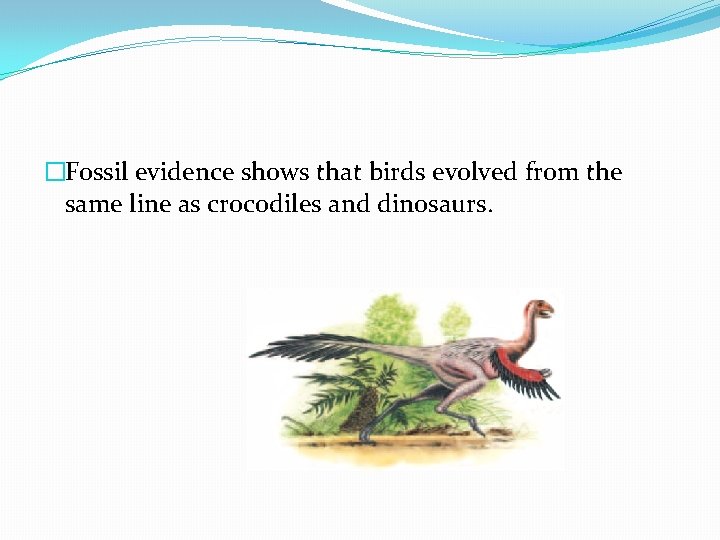 �Fossil evidence shows that birds evolved from the same line as crocodiles and dinosaurs.