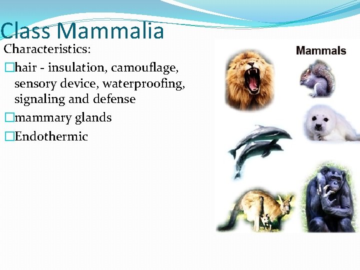 Class Mammalia Characteristics: �hair - insulation, camouflage, sensory device, waterproofing, signaling and defense �mammary