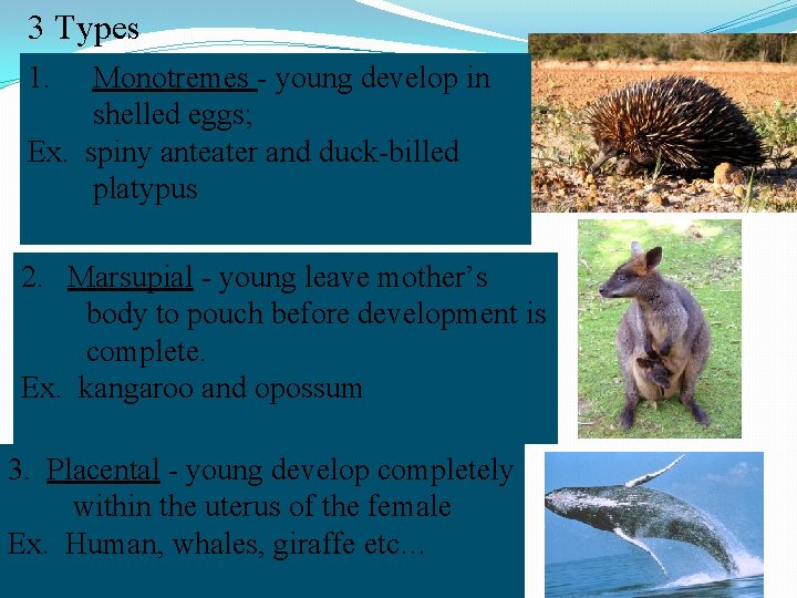 3 Types 1. Monotremes - young develop in shelled eggs; Ex. spiny anteater and