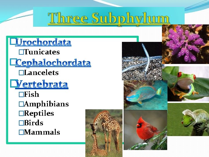 Three Subphylum � �Tunicates � �Lancelets � �Fish �Amphibians �Reptiles �Birds �Mammals 