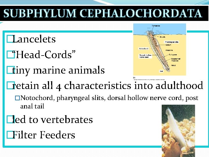 SUBPHYLUM CEPHALOCHORDATA �Lancelets �“Head-Cords” �tiny marine animals �retain all 4 characteristics into adulthood �Notochord,