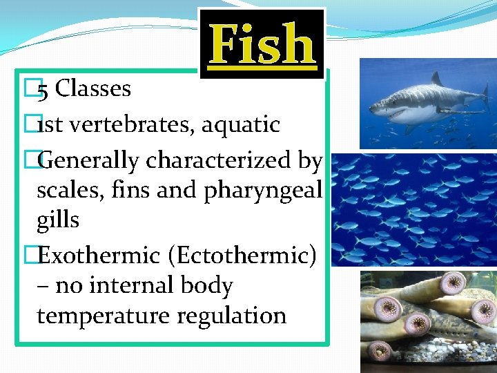 Fish � 5 Classes � 1 st vertebrates, aquatic �Generally characterized by scales, fins